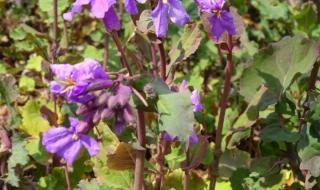 紫色叶子的植物有哪些 开紫色花的植物